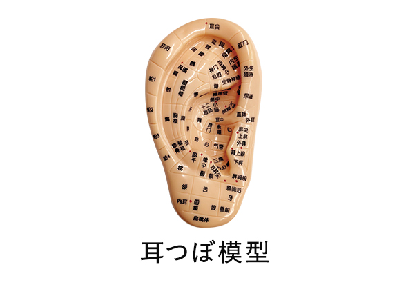 耳つぼ模型